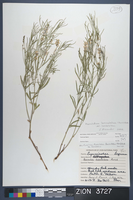 Herbarium Specimen Sheet 3727
