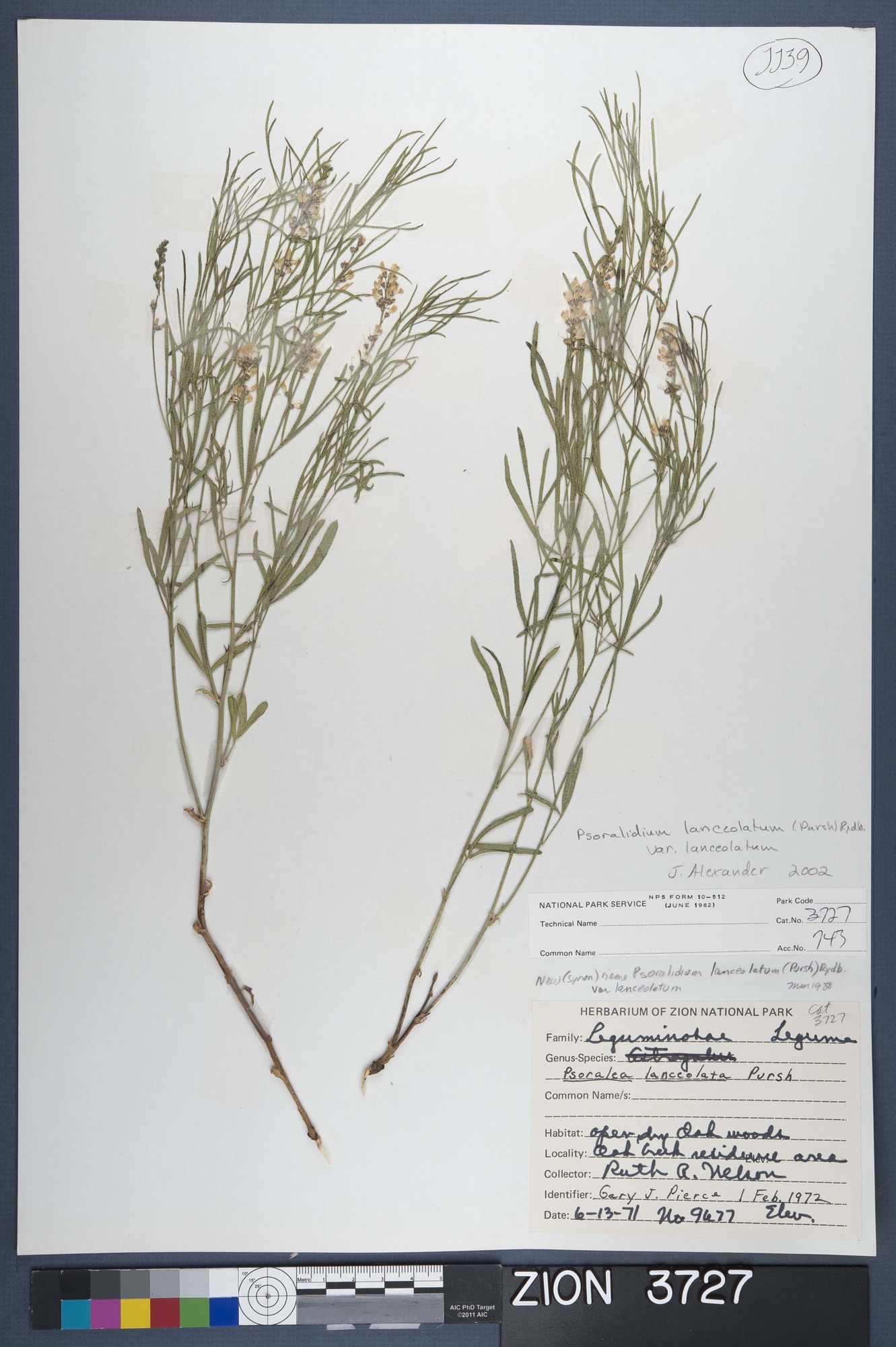 Herbarium Specimen Sheet 3727