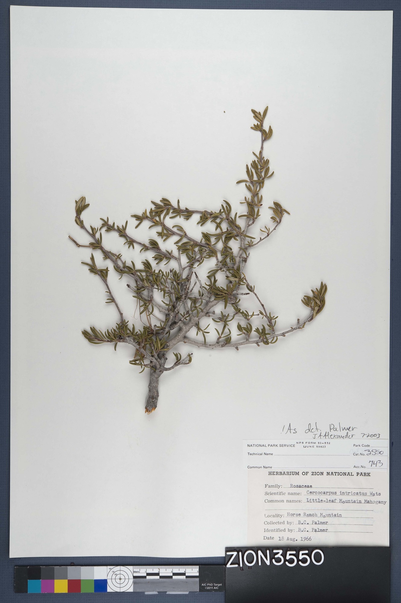 Herbarium Specimen Sheet 3550