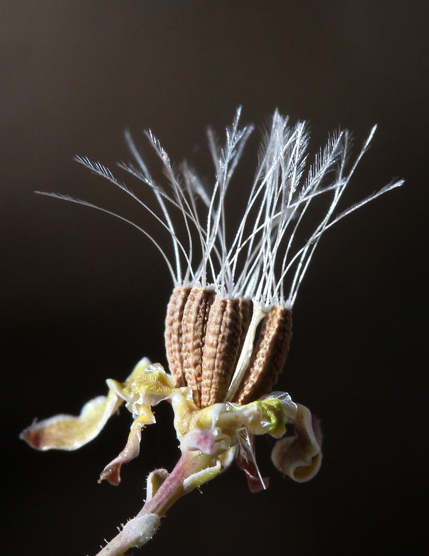 Stephanomeria exigua, White-plume whire-lettuce