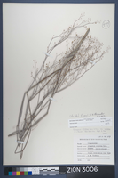 Herbarium Specimen Sheet 3006
