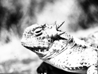 Horned lizard (close-up of head).