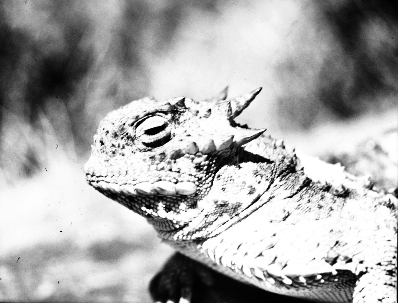 Horned lizard (close-up of head).