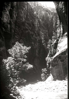 Zion Narrows.