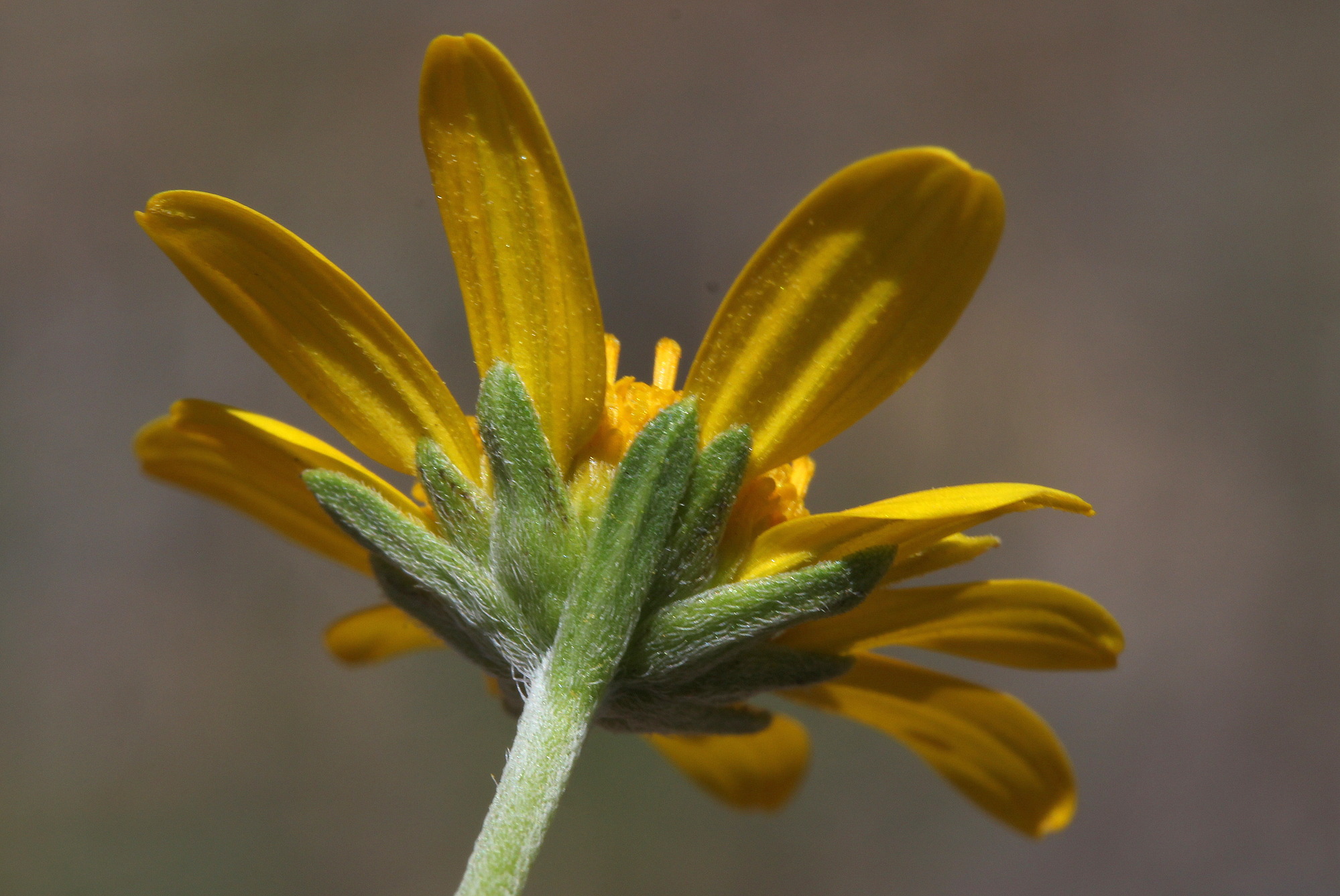 Viguiera multiflora, Showy goldeneye
