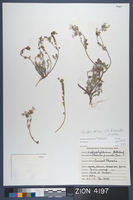Herbarium Specimen Sheet 4197