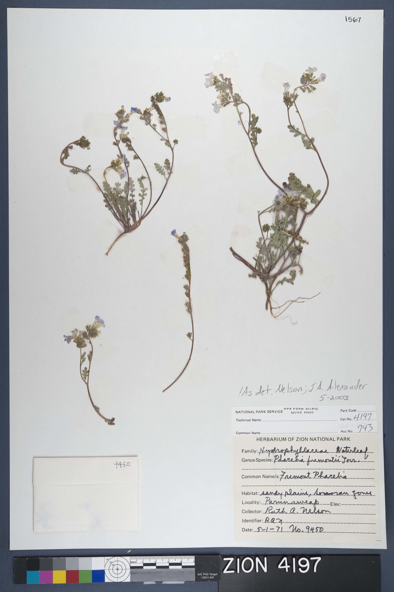 Herbarium Specimen Sheet 4197