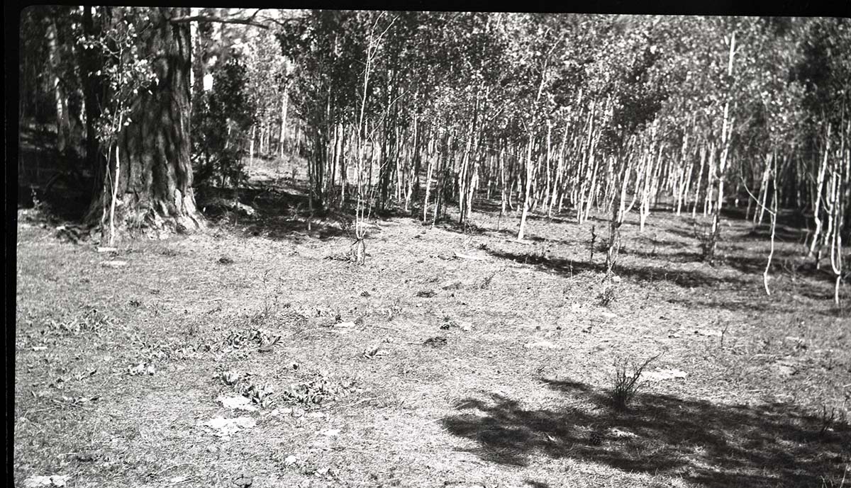 Overgrazed area in Potato Hollow.