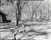 Limbs pruned or fallen from trees in Grotto.