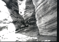 Several horses and riders on an inspection trip into Bear Trap Canyon of Kolob area for future development.