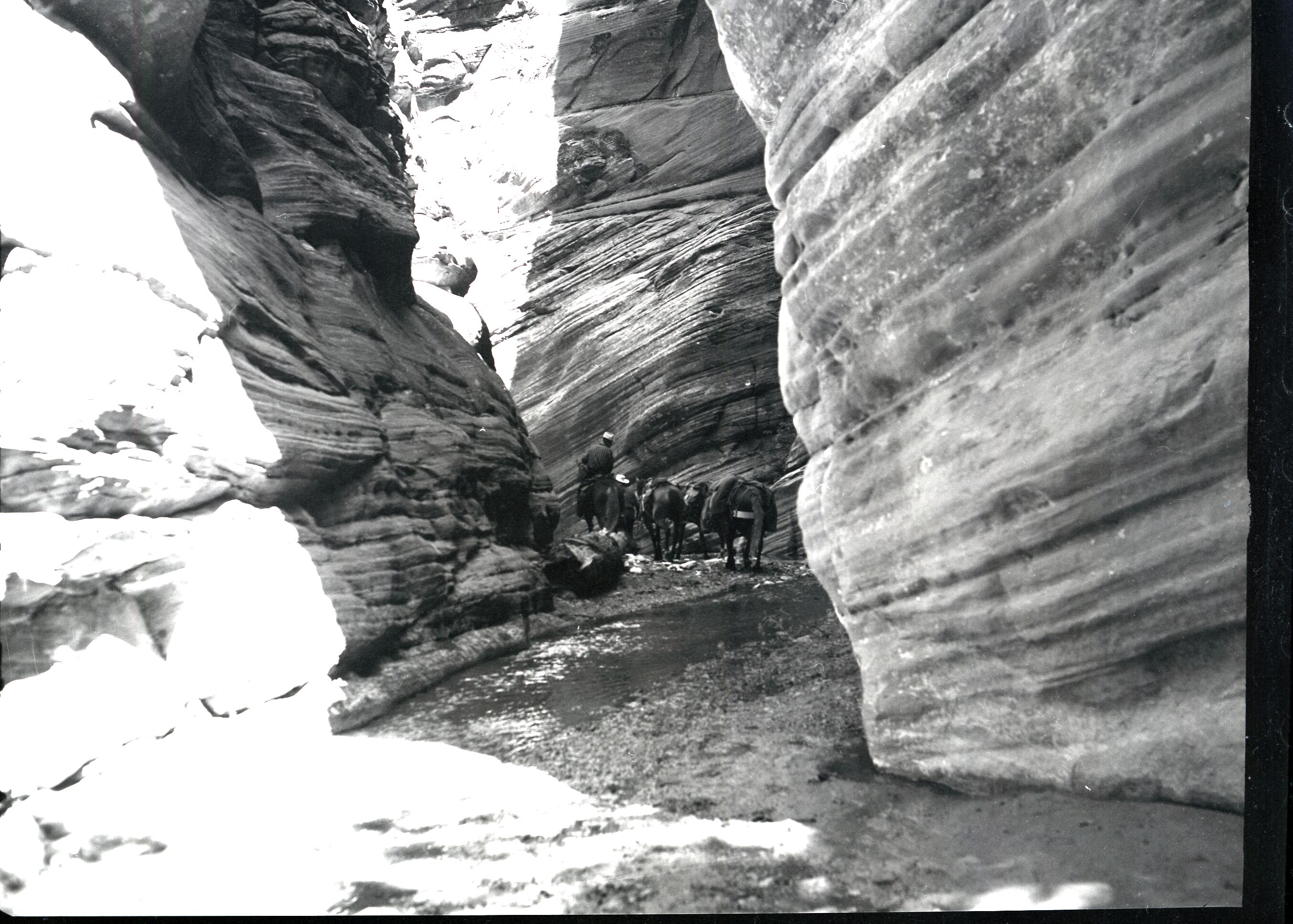 Several horses and riders on an inspection trip into Bear Trap Canyon of Kolob area for future development.