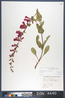 Herbarium Specimen Sheet 4440