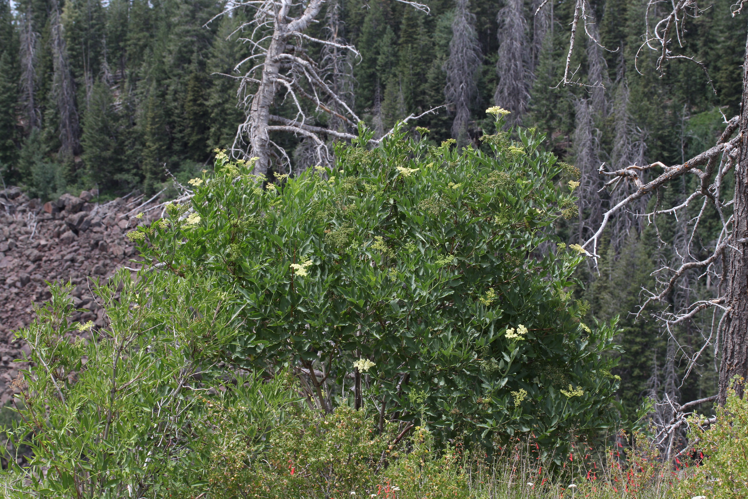 Sambucus caerulea, Blue elderberry