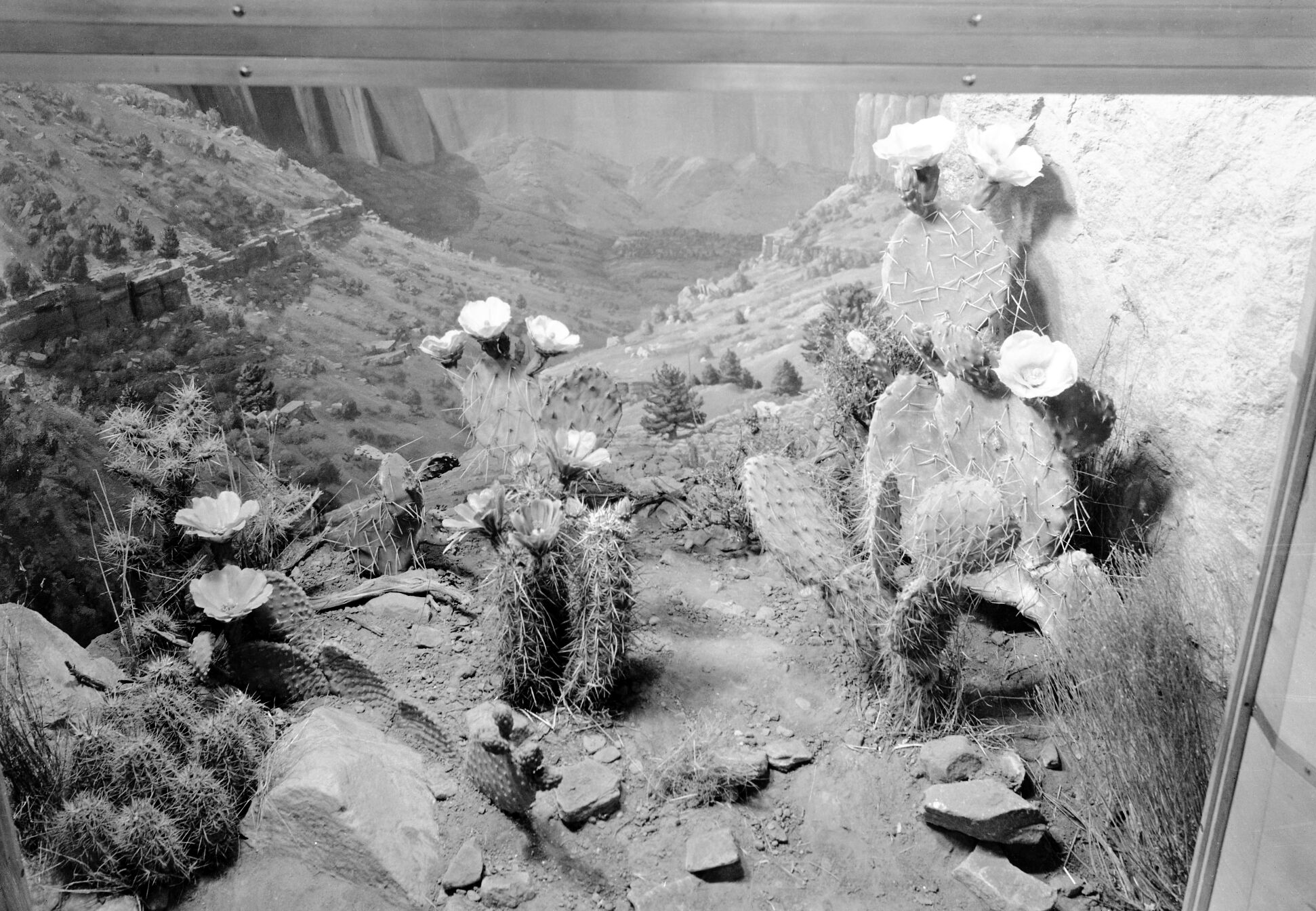 Museum exhibit of diorama of cacti.