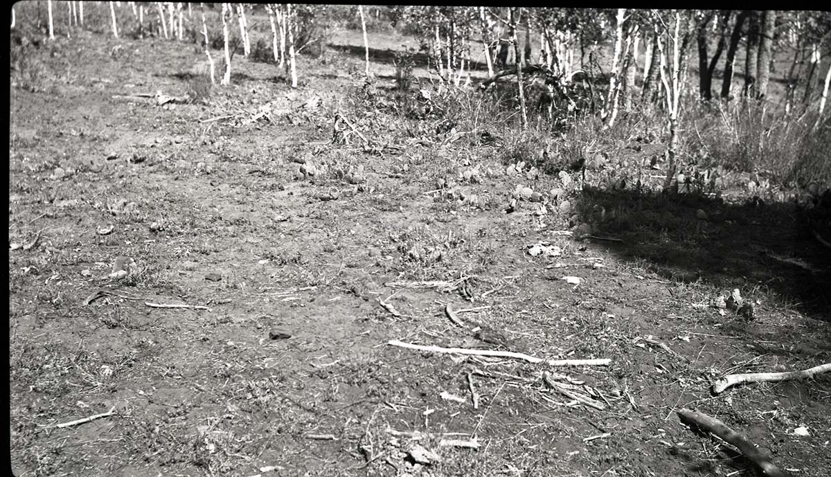 Overgrazing in Potato Hollow, grass being replaced with cactus.