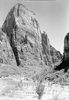 The Great White Throne, with planting along Virgin River riverbed in foreground (revegetation project).