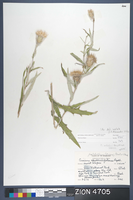 Herbarium Specimen Sheet 4705