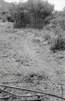 BW photo of the 1937 grazing study 35MM.