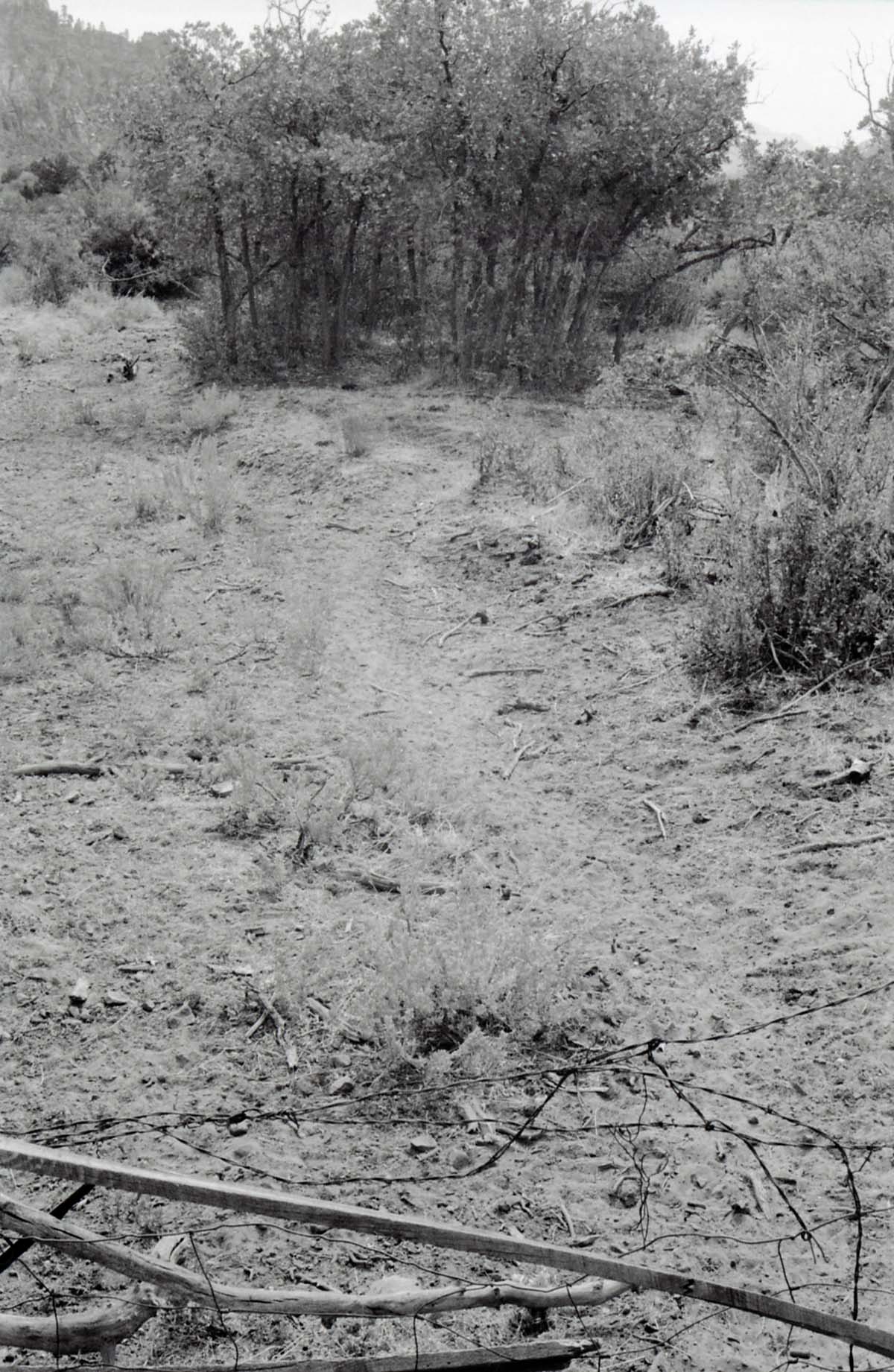 BW photo of the 1937 grazing study 35MM.