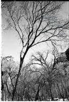 BW photos of trees.