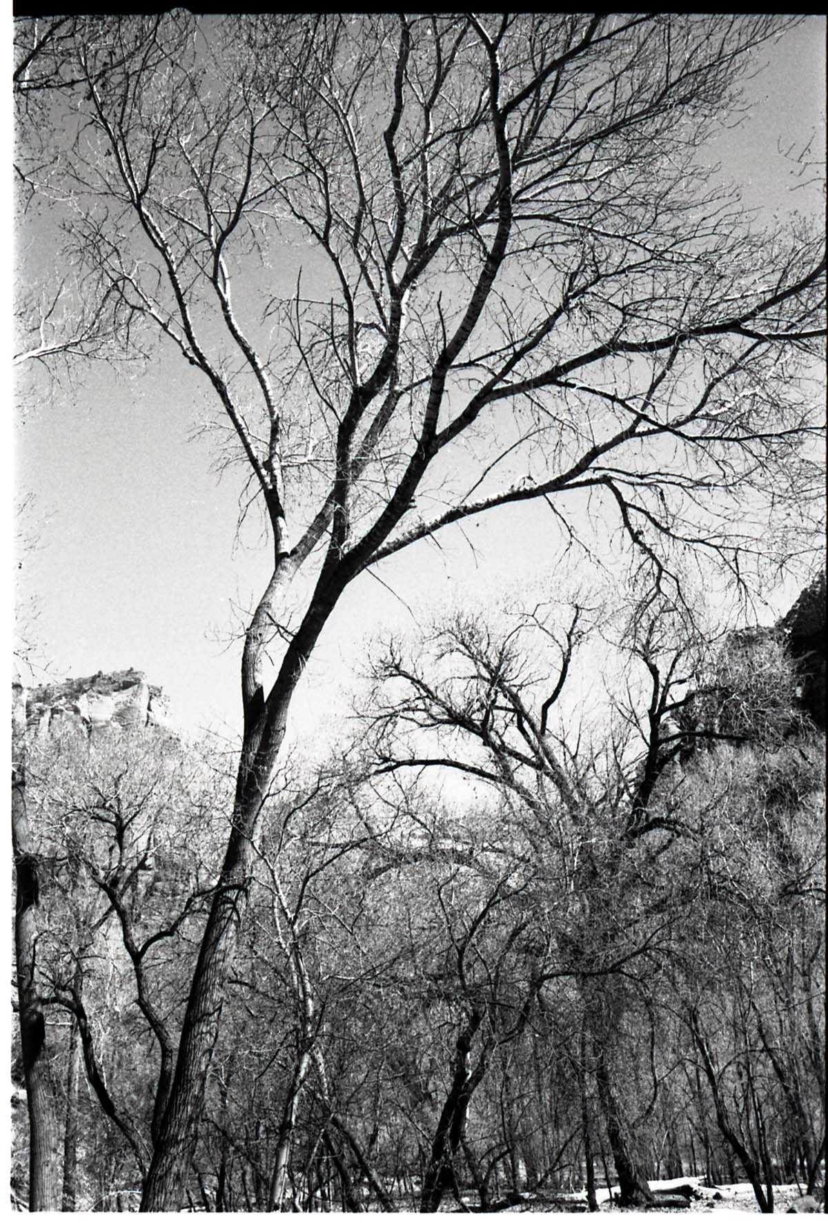 BW photos of trees.
