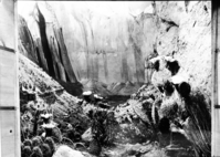 Diorama of canyon vegetation in museum. Created by Civilian Conservation Corps (CCC) workers at the Western Museum Laboratory (WML) on Fulton Street, Berkeley, California.