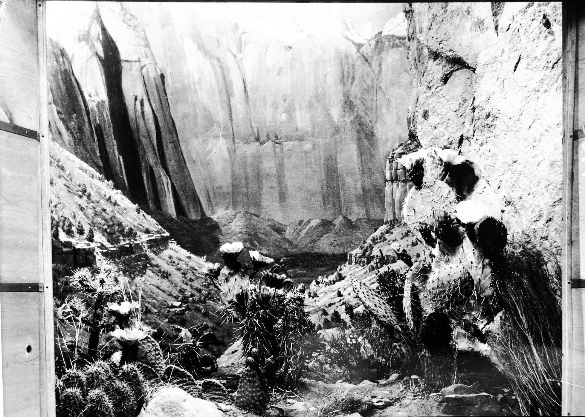 Diorama of canyon vegetation in museum. Created by Civilian Conservation Corps (CCC) workers at the Western Museum Laboratory (WML) on Fulton Street, Berkeley, California.