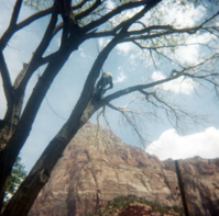 Arborist with harness pruning branches of tree, Bridge Mountain and Watchman in background.