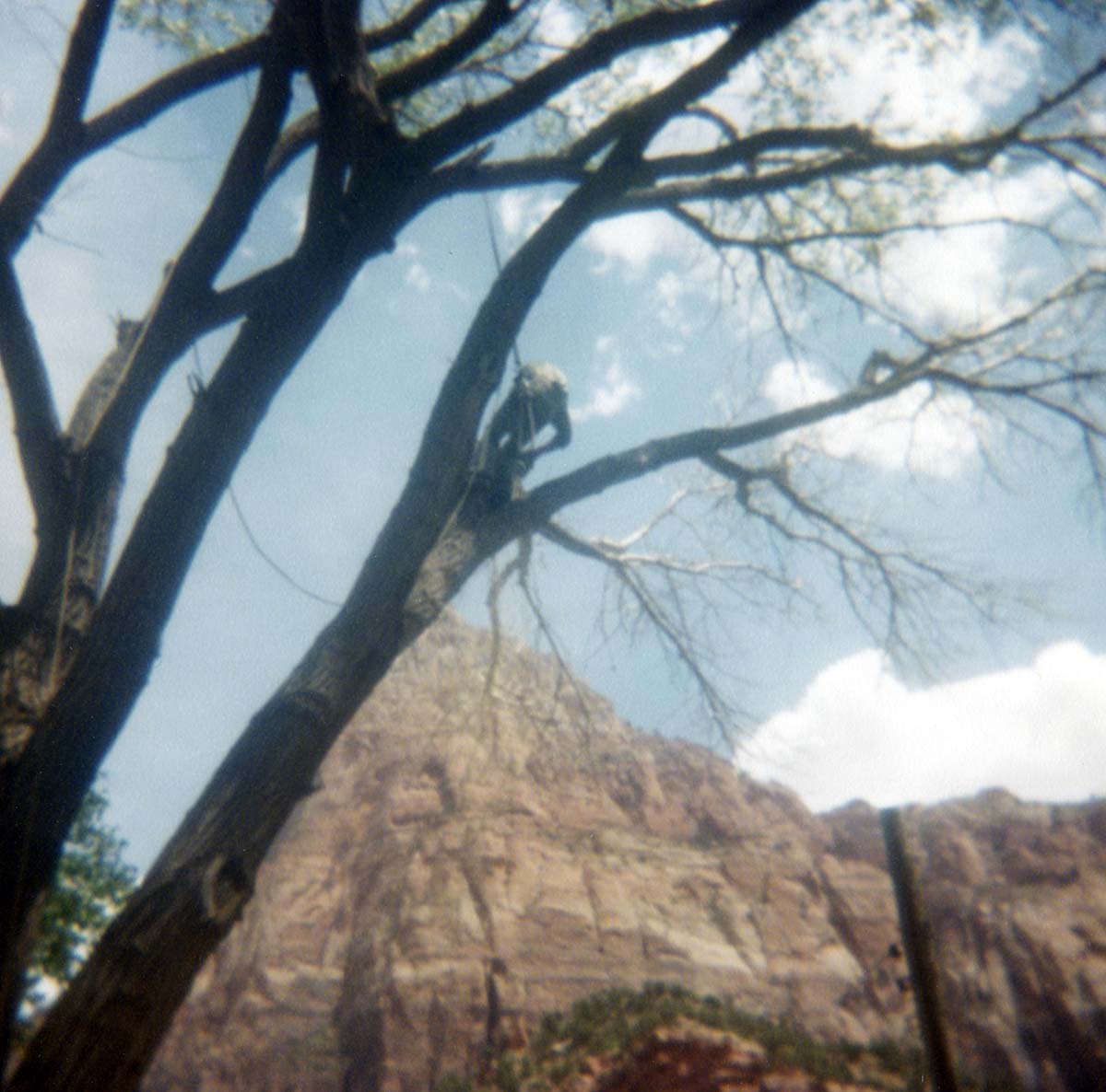 Arborist with harness pruning branches of tree, Bridge Mountain and Watchman in background.