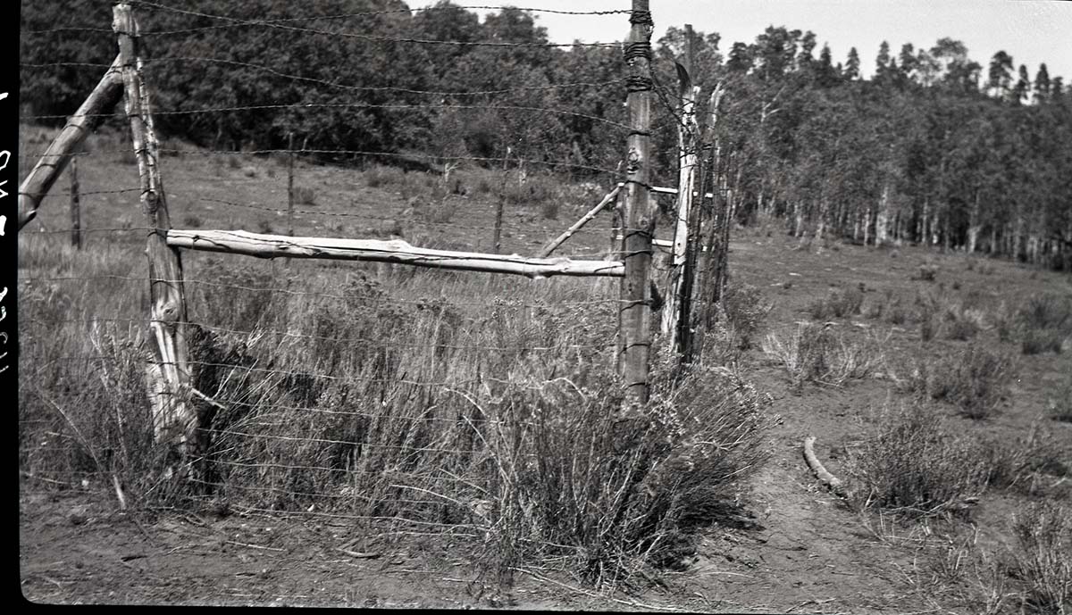 Comparing an overgrazed area in Potato Hollow with the vegetative cover in 12-year fenced plot.