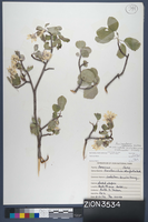 Herbarium Specimen Sheet 3534