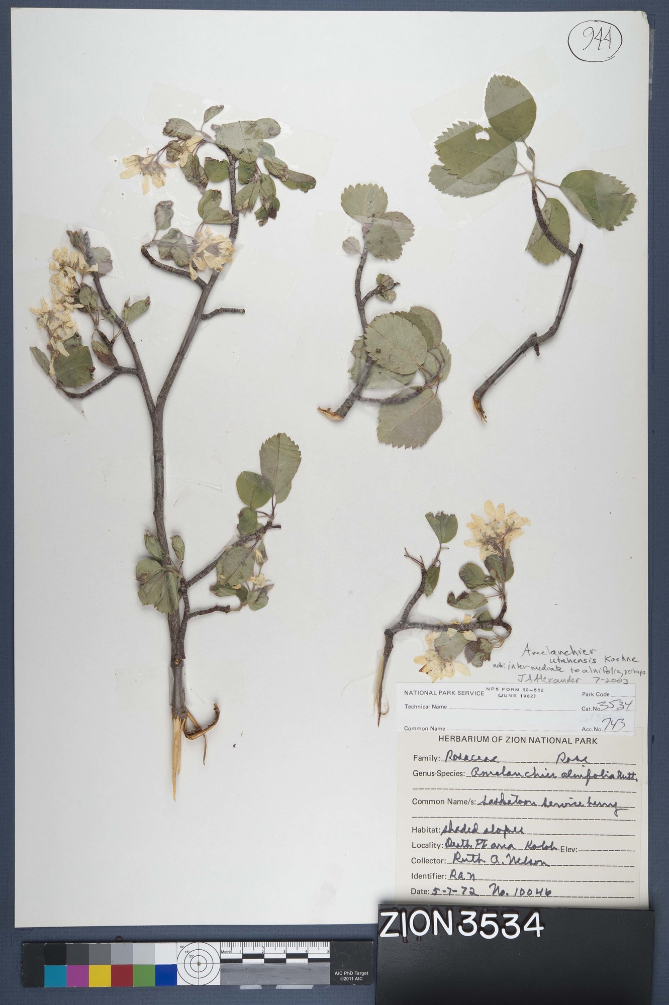 Herbarium Specimen Sheet 3534