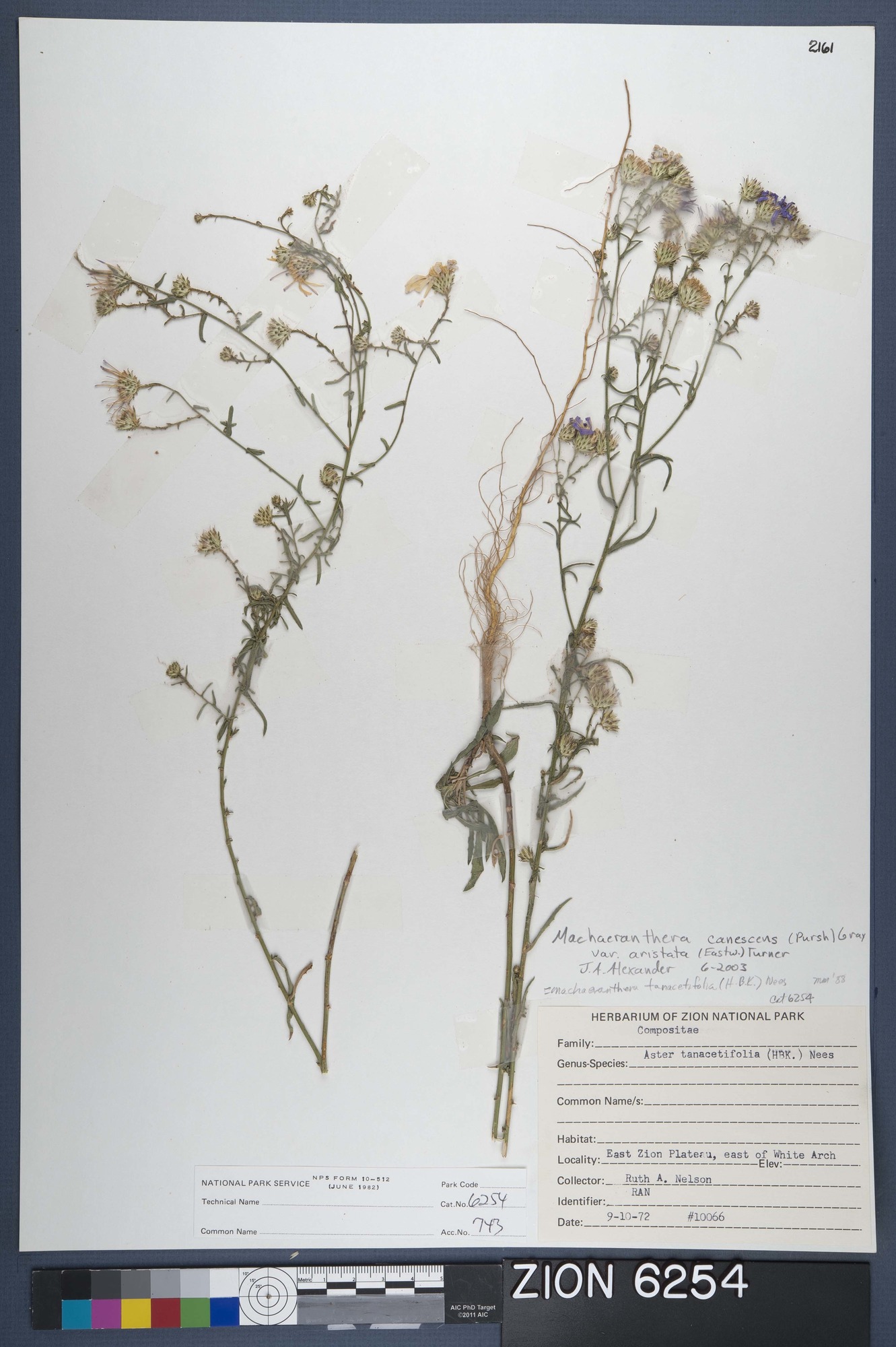 Herbarium Specimen Sheet 6254