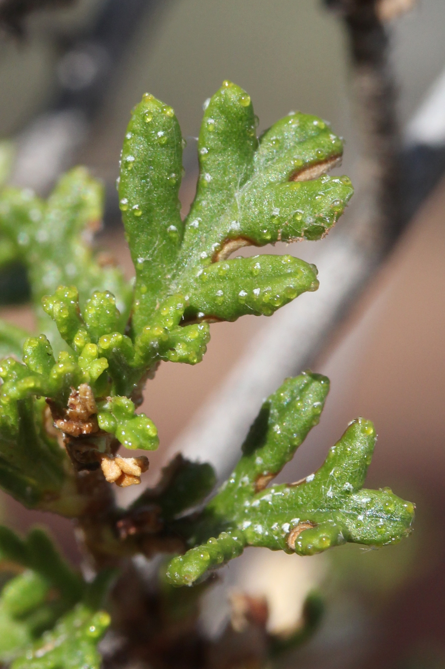 Purshia mexicana, Cliff-rose