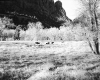 A buck and his harem of deer one mile south of Zion Lodge.