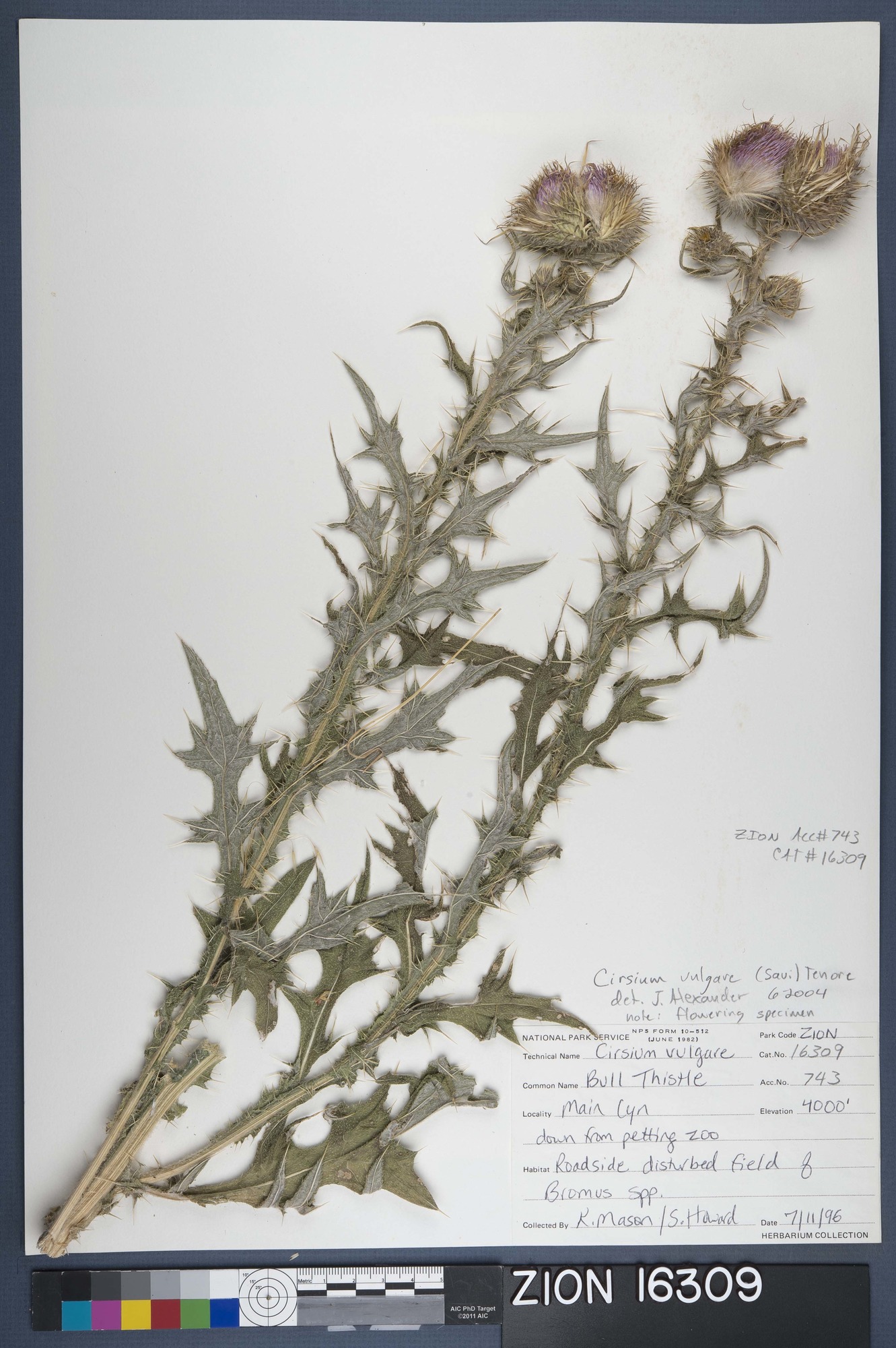 Herbarium Specimen Sheet 16309