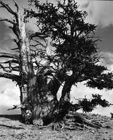 Bristlecone pine at Cedar Breaks National Monument. Showing the stark contrast between the living side and the weathered deadwood side of the tree, the roots are exposed.