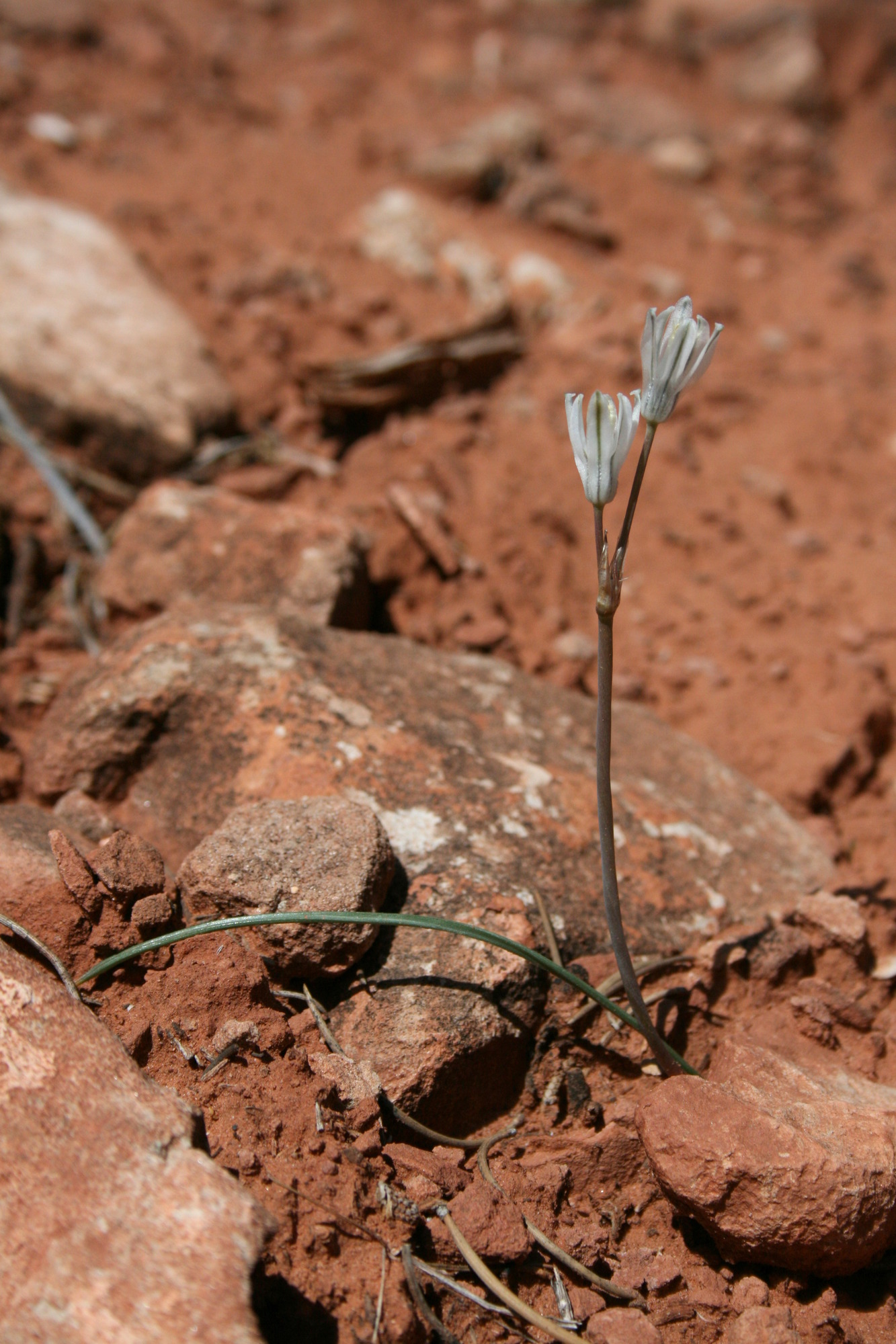 Androstephium breviflorum, Pink funnel-lily