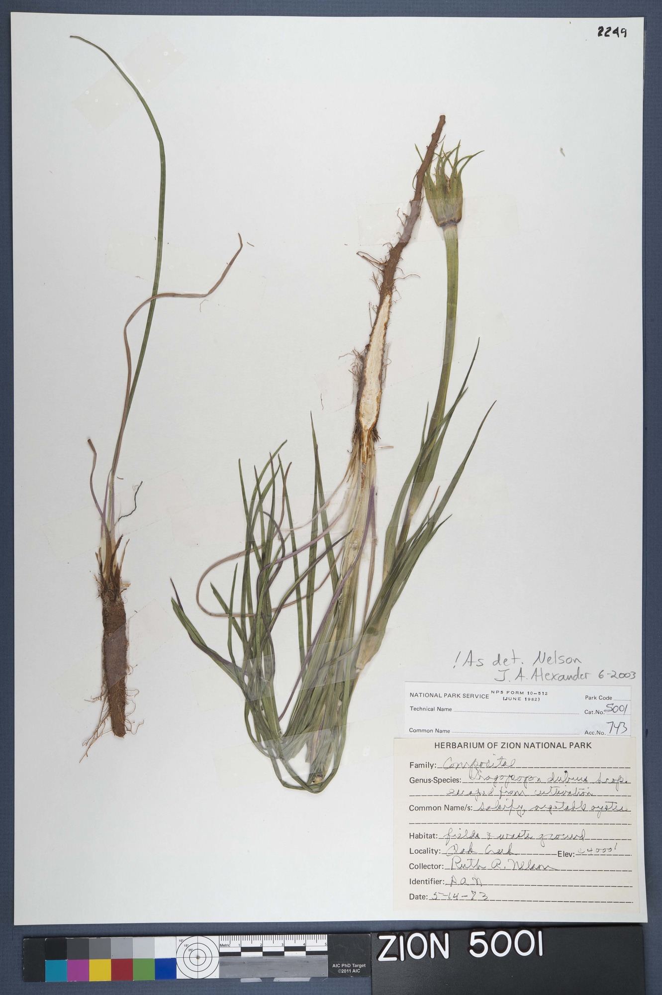 Herbarium Specimen Sheet 5001