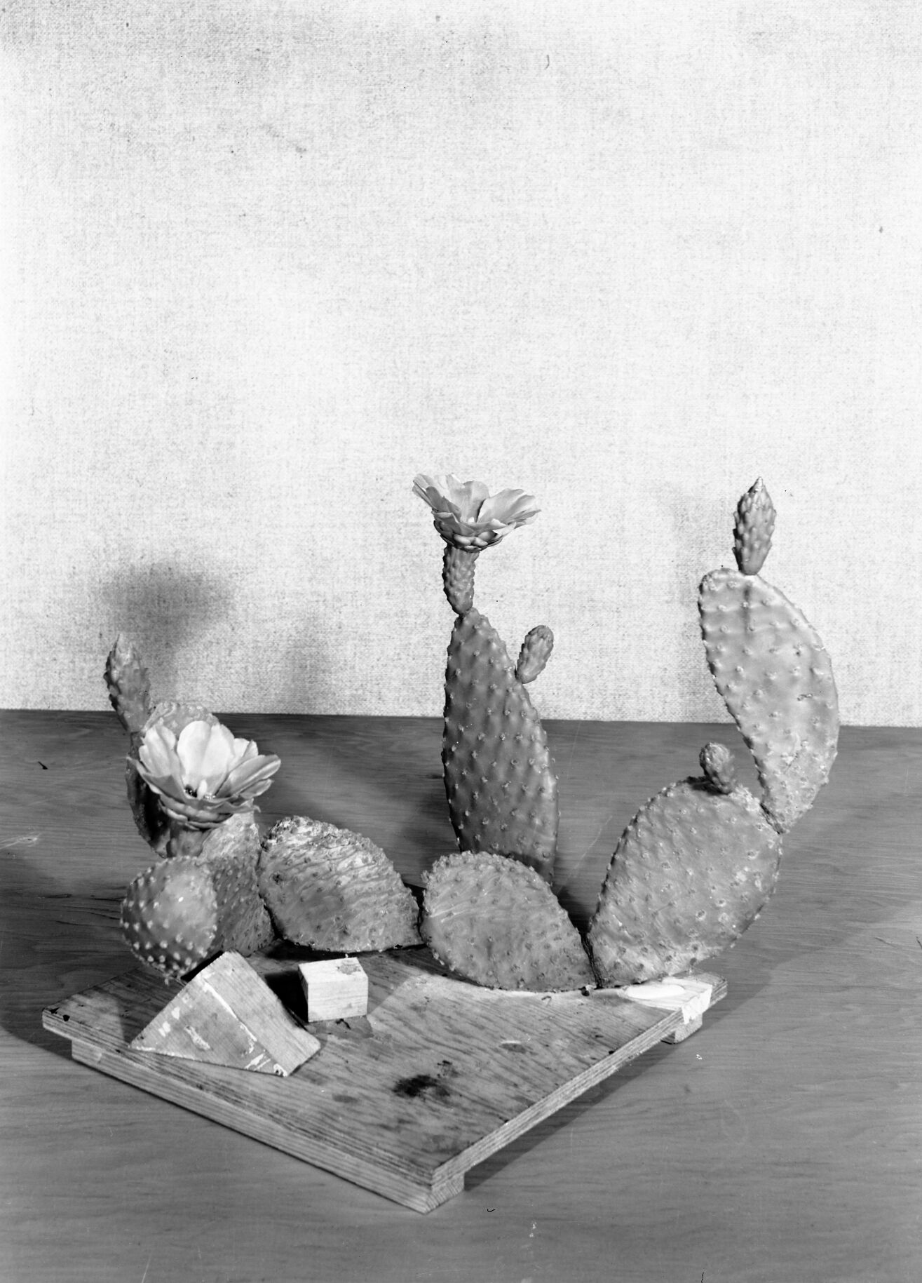 Diorama exhibit. Wax reproduction of prickly pear cactus, Opuntia microdasys. Created by Civilian Conservation Corps (CCC) workers at the Western Museum Laboratory (WML) on Fulton Street, Berkeley, California.