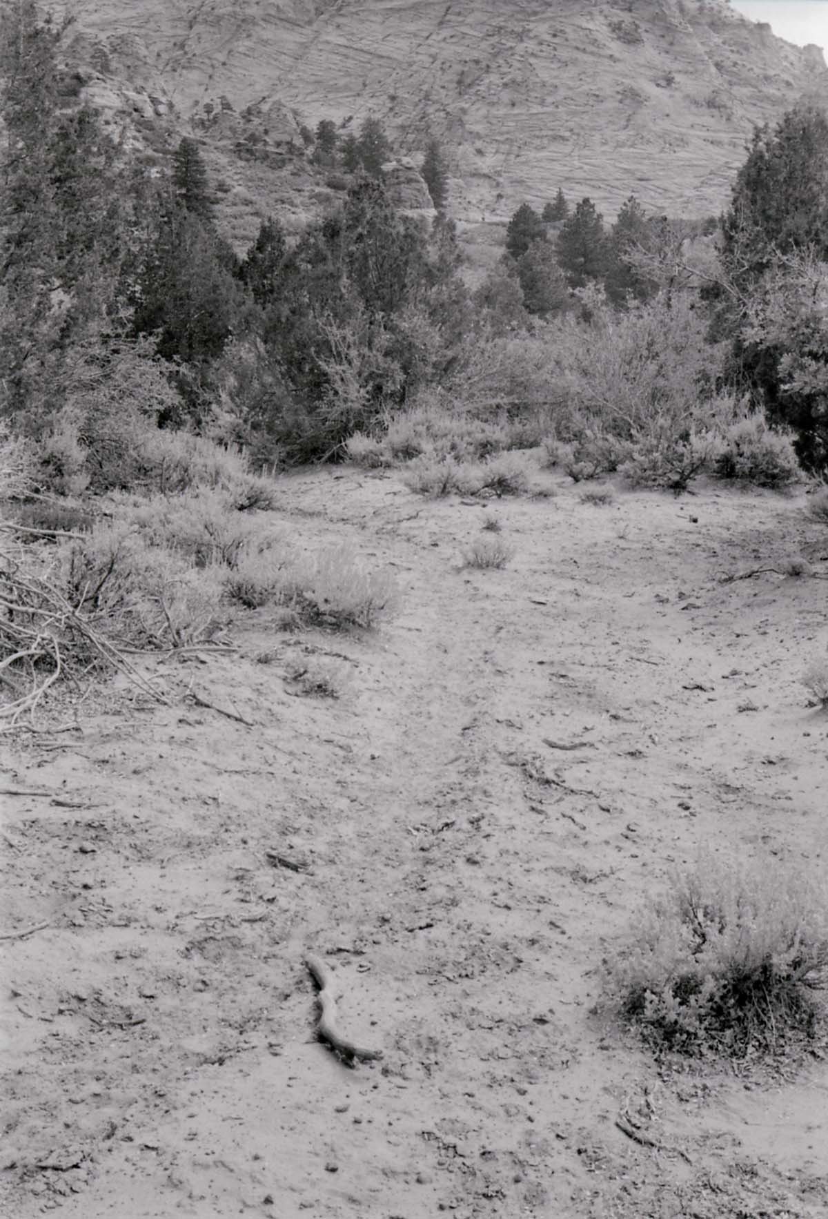BW photo of the 1937 grazing study 35MM.