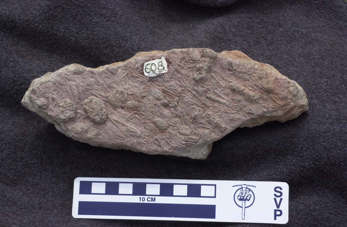 Crinoidea sp. unidentified shellfish, shellfish fossil