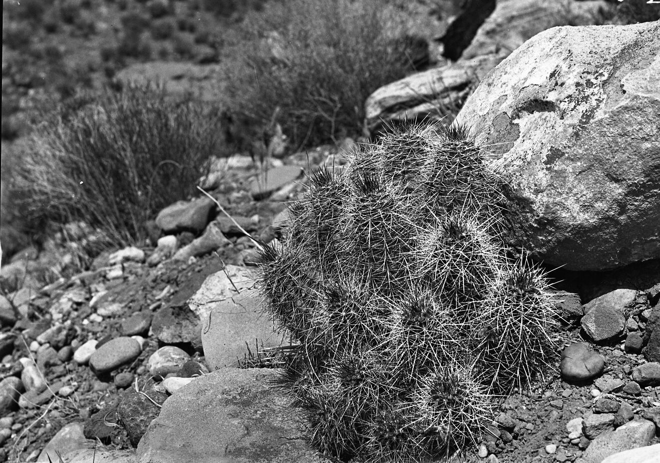 Hedgehog cactus, Echinocereus coccineus.