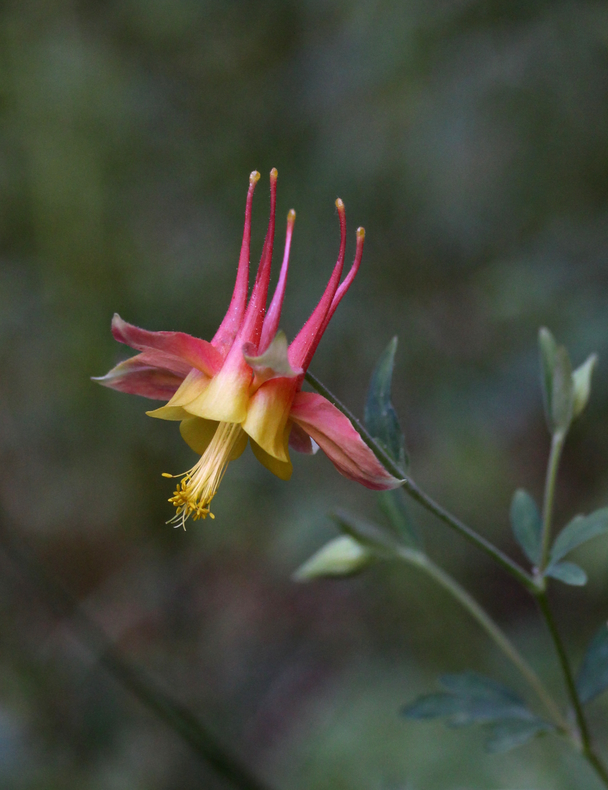 Aquilegia fosteri, Foster's columbine