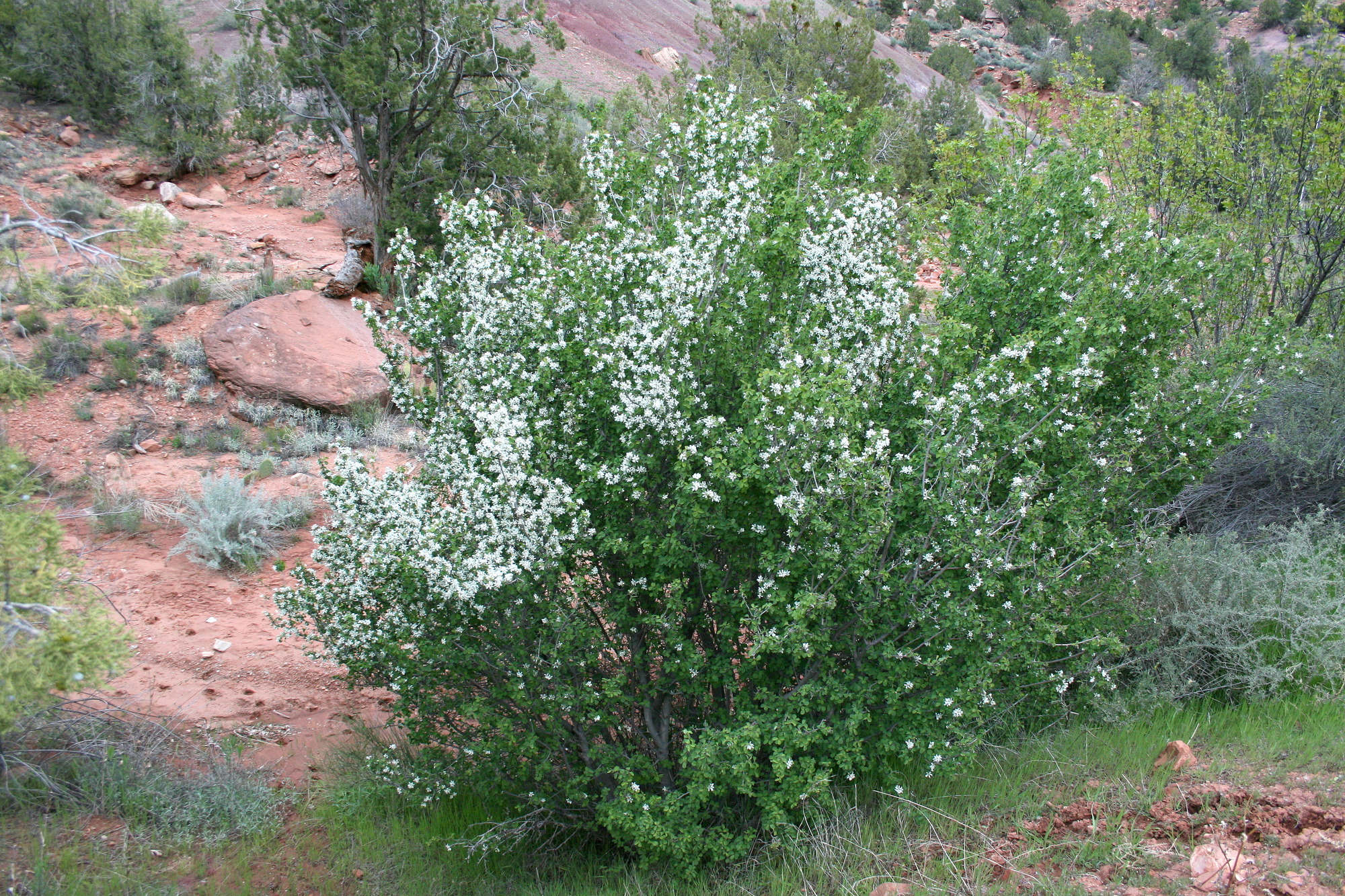 Amelanchier utahensis, Utah serviceberry