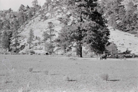 BW photo of the 1937 grazing study 35MM. Photo of cows grazing.