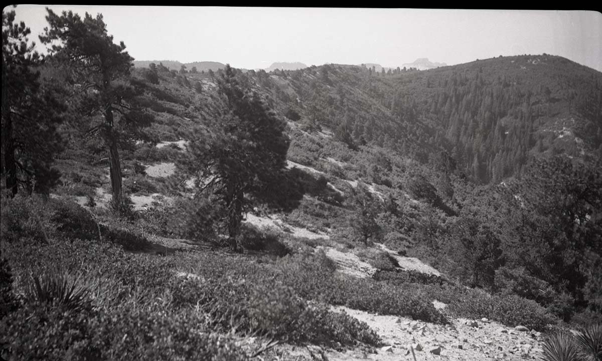 Typical ridge-top vegetation. Overgrazing.