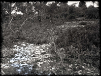 Langston ridge land. (Similar conditions exist on Spendlove property).