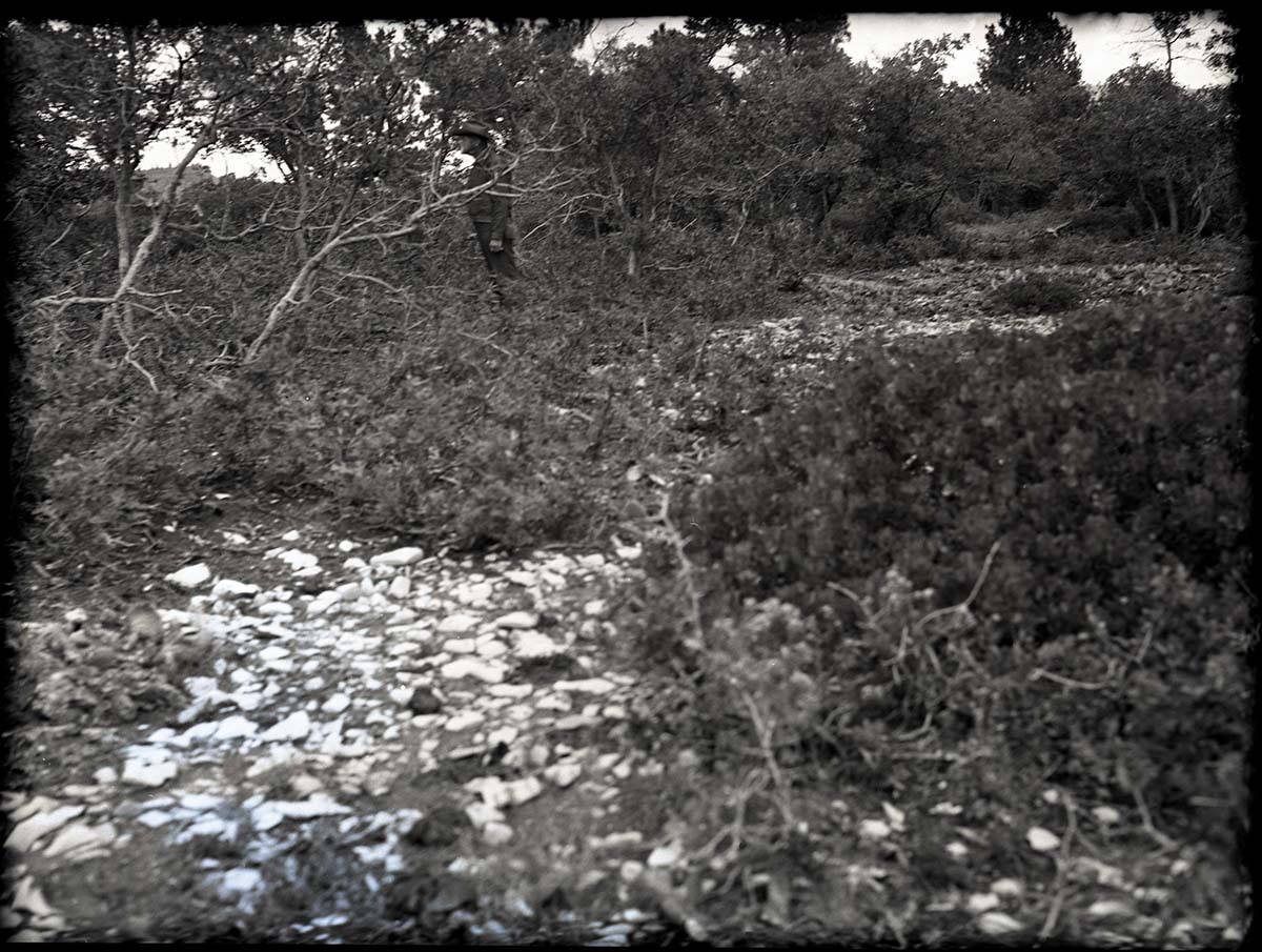 Langston ridge land. (Similar conditions exist on Spendlove property).