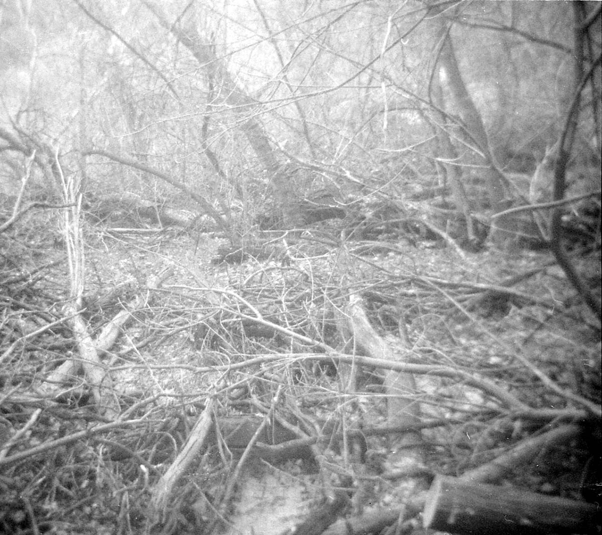 Trees and branches being cleared for the set up of the lodge spray field.